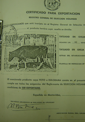 Certificado para exportação de gado holandês do Uruguai