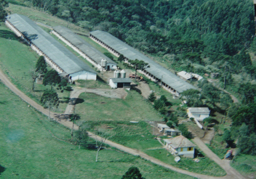 Criação de porcos