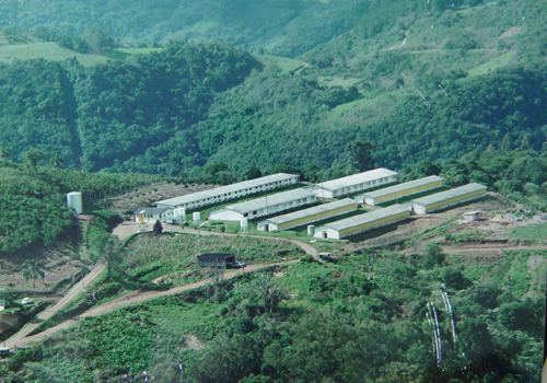 Criação de porcos
